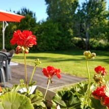 location-maison-cotes-darmor-fleurs-1