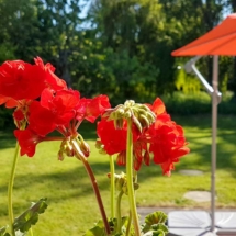 location-maison-cotes-darmor-fleurs-2