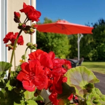 location-maison-cotes-darmor-fleurs-3